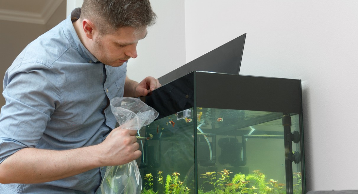 How To Move A Fish Tank When Moving House